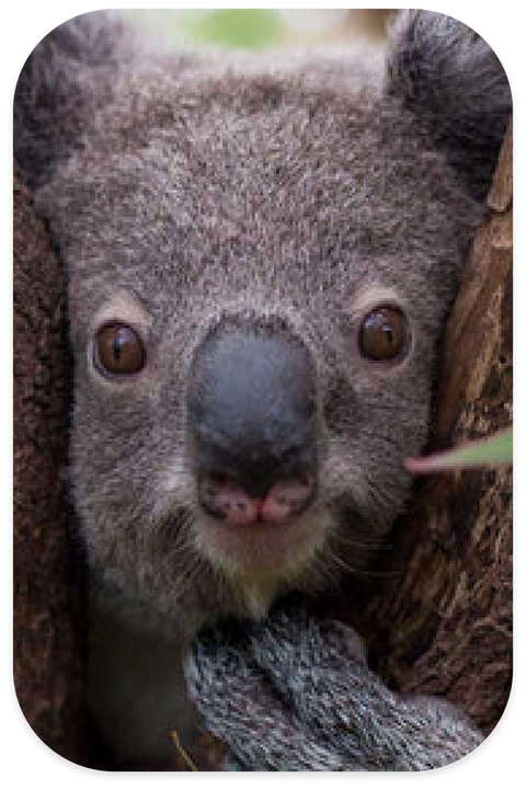 Currumbin Wildlife Sanctuary